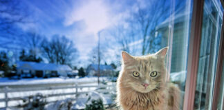 Wybór okien i drzwi balkonowych