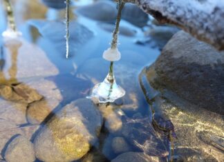 Co siejemy w styczniu i lutym?