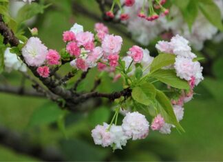 Jaka jest żywotność cewki zapłonowej?