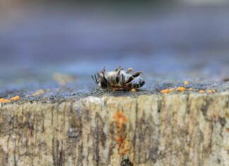 Jak długo żyje warroza?