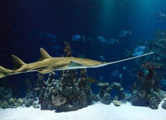 Co jest lepsze Piła szablasta czy wyrzynarka?