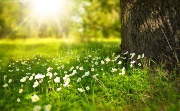 Jakie kwiaty kwitną w zimie?