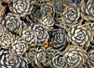 Kiedy najlepiej sadzić byliny wieloletnie?