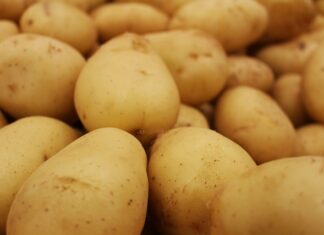 Jaką piłę Płatnicę kupić? Jaką piłę Płatnicę kupić?