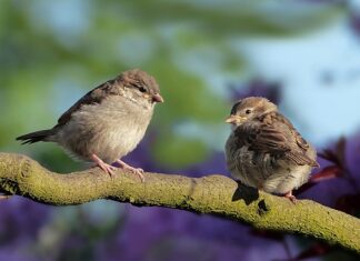 Gdzie śpią wróble? Gdzie śpią wróble?
