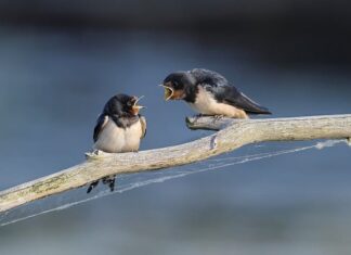 Czego nie lubią jaskółki? Czego nie lubią jaskółki?