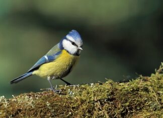 Czego nie lubią sikorki? Czego nie lubią sikorki?