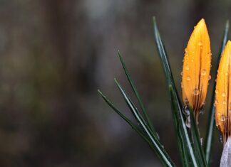 Czy krokusy są wieloletnie?